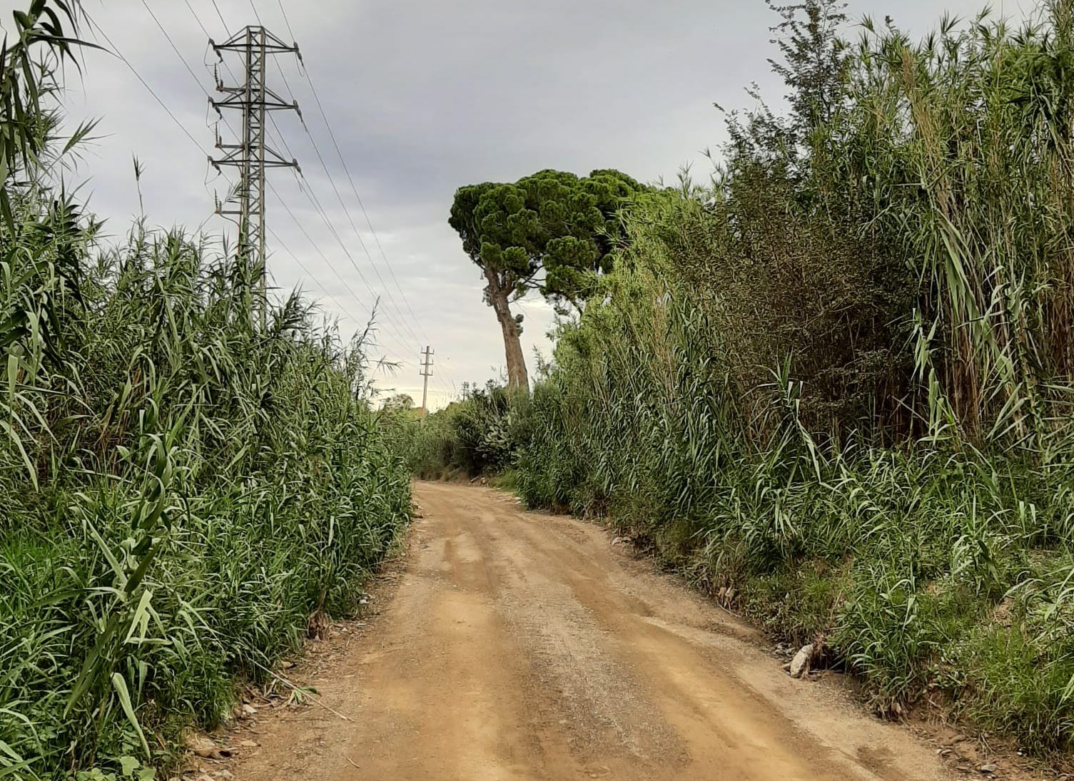 Imatge Passejada: de Mas Abelló a la riera de l'Abeurada