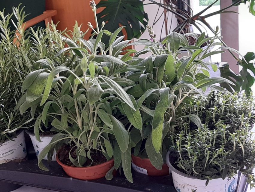 Imatge Taller: un balcó florit, aromàtic i comestible