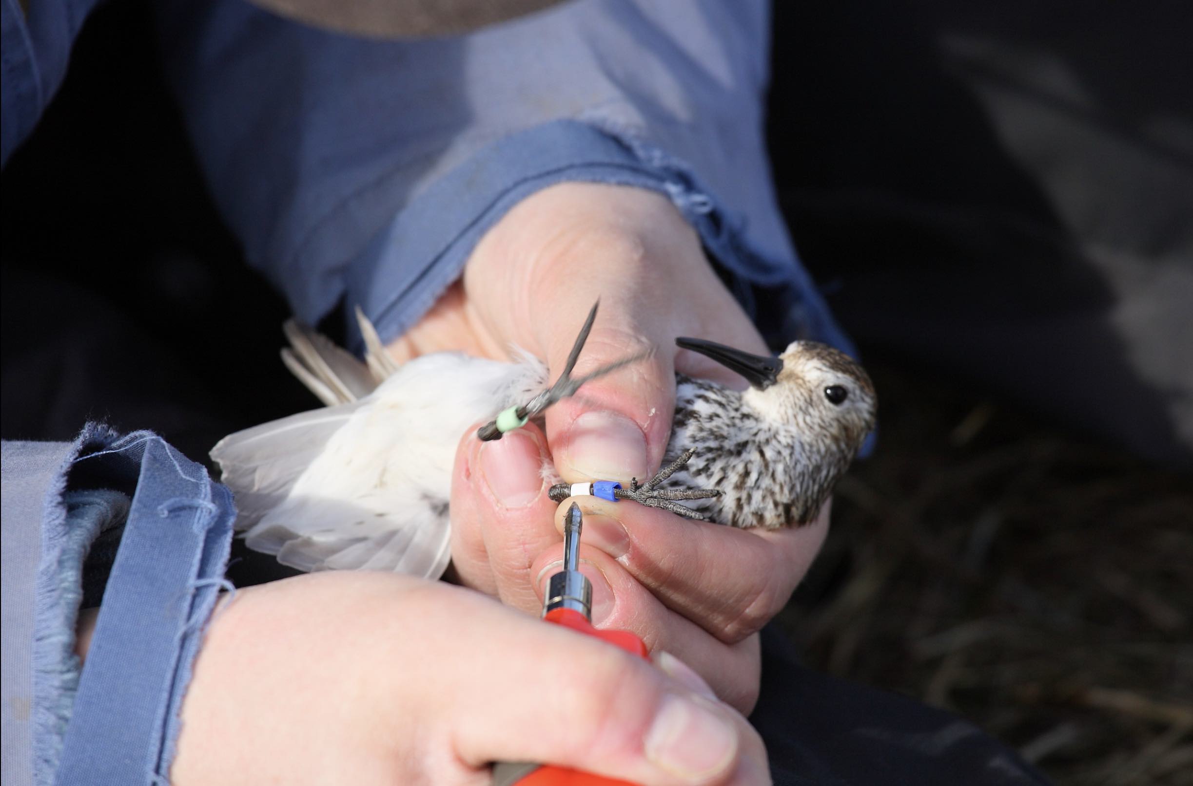 Imatge RENATUReus: activitats de tardor